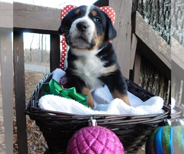 Medium Photo #2 Greater Swiss Mountain Dog Puppy For Sale in CLINTON, AR, USA