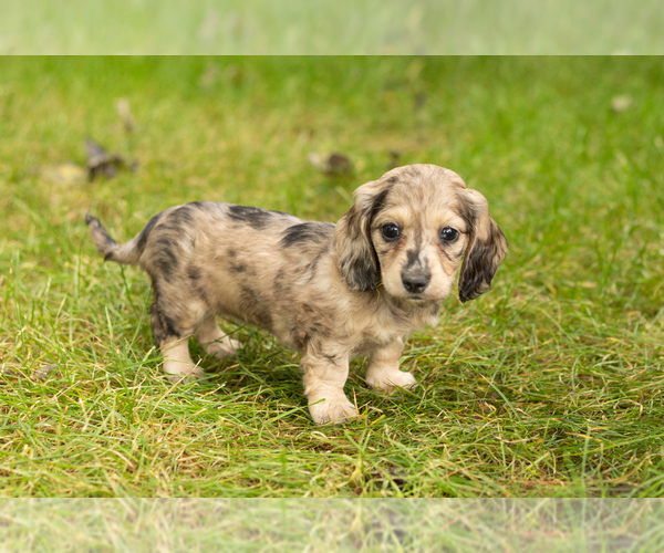 Medium Photo #1 Dachshund Puppy For Sale in MILFORD, IN, USA