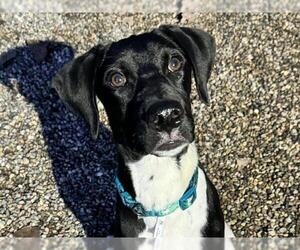 Labrador Retriever-Unknown Mix Dogs for adoption in Ames, IA, USA