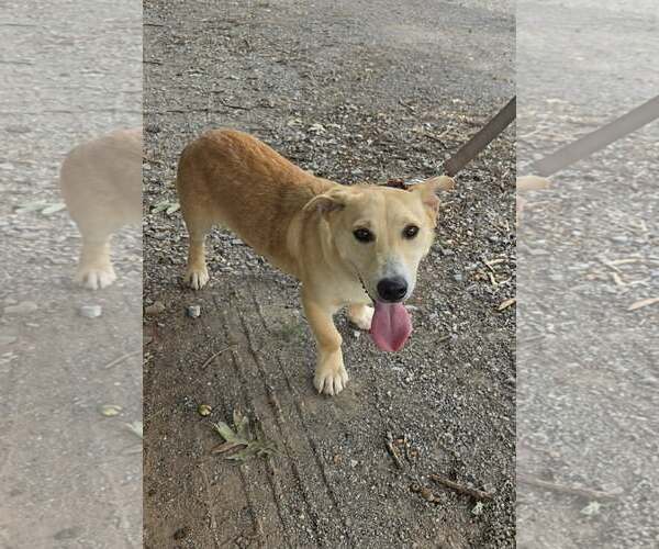 Medium Photo #1 Mutt Puppy For Sale in Rustburg, VA, USA