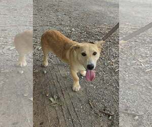 Mutt Dogs for adoption in Rustburg, VA, USA