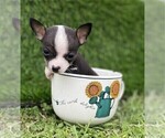 Puppy Puppy 1 Chihuahua