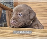 Small Photo #17 Labrador Retriever Puppy For Sale in EDGEWOOD, TX, USA