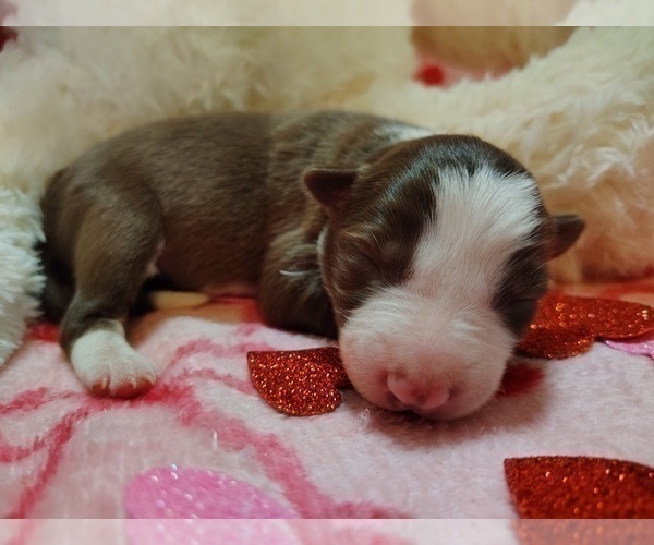 Medium Photo #23 Border Collie Puppy For Sale in NORBORNE, MO, USA