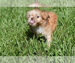 Small #6 Shih Tzu