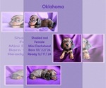 Puppy Oklahoma Dachshund