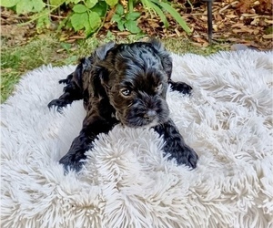 Cavalier King Charles Spaniel-Cavapoo Mix Puppy for sale in GRESHAM, OR, USA