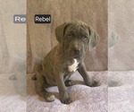 Image preview for Ad Listing. Nickname: Rebel