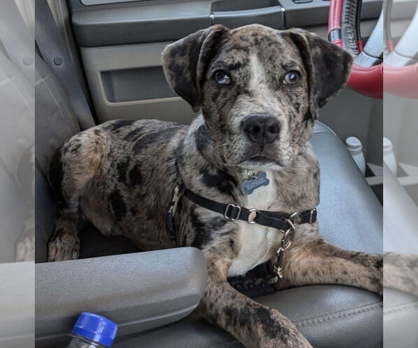 Medium Photo #2 Catahoula Leopard Dog-Unknown Mix Puppy For Sale in Brooklyn Center, MN, USA