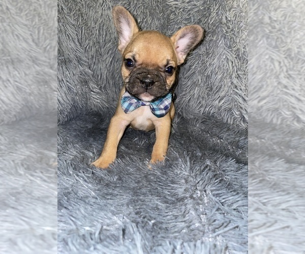 Medium Photo #1 Faux Frenchbo Bulldog Puppy For Sale in BEECH GROVE, IN, USA