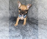 Small Photo #1 Faux Frenchbo Bulldog Puppy For Sale in BEECH GROVE, IN, USA