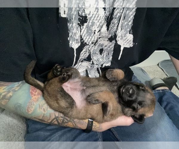 Medium Photo #138 Belgian Malinois Puppy For Sale in REESEVILLE, WI, USA