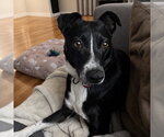 Small #9 Border Collie Mix