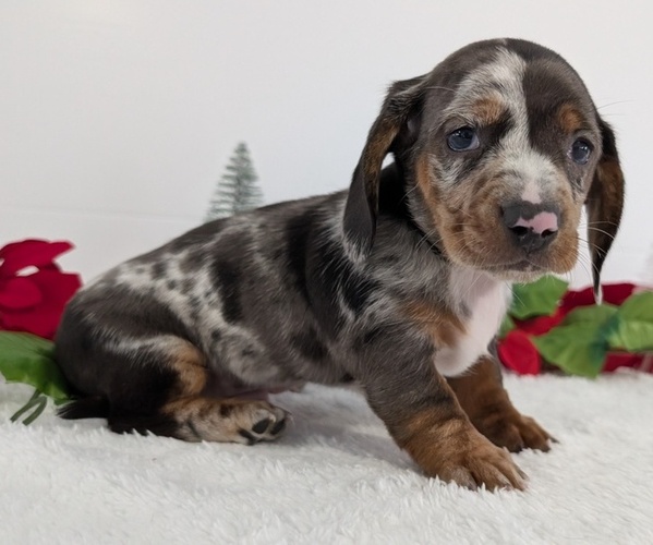 Medium Photo #9 Dachshund Puppy For Sale in GOSHEN, IN, USA