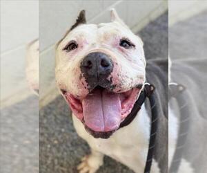 Mutt Dogs for adoption in Woodland, CA, USA