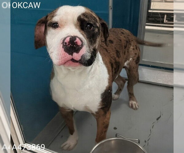 Medium Photo #1 Catahoula Leopard Dog-Unknown Mix Puppy For Sale in Oklahoma City, OK, USA