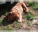 Small Photo #2 Victorian Bulldogge Puppy For Sale in GREEN FOREST, AR, USA