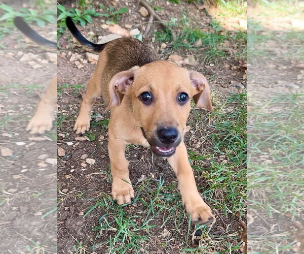 Medium Photo #2 Mutt Puppy For Sale in Green Forest, AR, USA