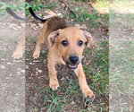 Small #1 Mutt