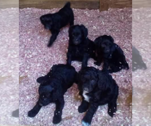 Poodle (Standard) Puppy for sale in MURPHY, NC, USA