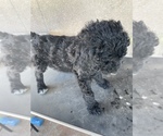 Small Photo #4 Poodle (Standard) Puppy For Sale in BAKERSFIELD, CA, USA
