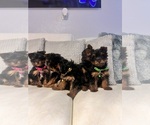Small Photo #6 Yorkshire Terrier Puppy For Sale in TAMPA, FL, USA