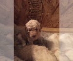 Small Photo #9 Goldendoodle Puppy For Sale in STILLMAN VALLEY, IL, USA