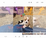 Small Photo #9 Pembroke Welsh Corgi Puppy For Sale in BENTS FORT, CO, USA