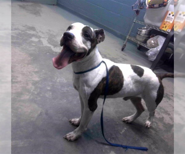 Medium Photo #1 American Pit Bull Terrier-Unknown Mix Puppy For Sale in Tallahassee, FL, USA