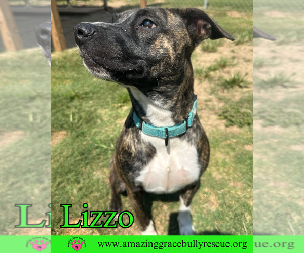 Medium Photo #4 Bulldog-Unknown Mix Puppy For Sale in Pensacola, FL, USA