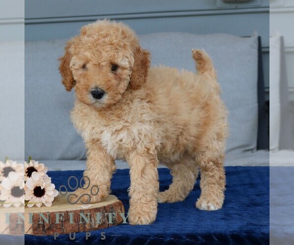 Medium Photo #3 Goldendoodle (Miniature) Puppy For Sale in NARVON, PA, USA