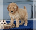 Small #2 Goldendoodle (Miniature)