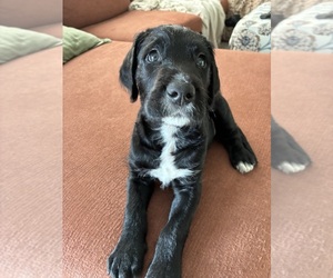 Medium Great Dane-Sheepadoodle Mix