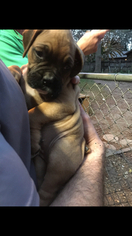 Boxer Puppy for sale in TALLAHASSEE, FL, USA