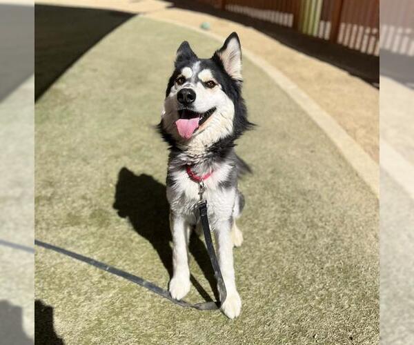 Medium Photo #2 German Shepherd Dog-Unknown Mix Puppy For Sale in Las Vegas, NV, USA