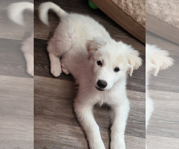 Medium Photo #5 Great Pyrenees Puppy For Sale in Dallas, TX, USA