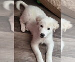 Small #4 Great Pyrenees
