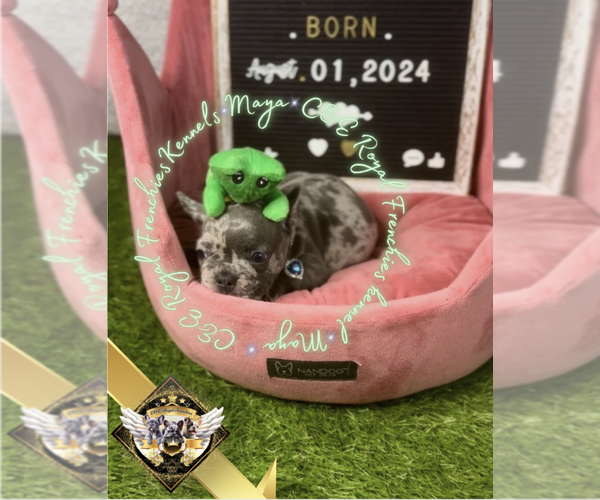 Medium Photo #19 French Bulldog Puppy For Sale in ATHENS, GA, USA