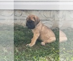 Puppy Butter Pecan Mastiff