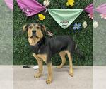 Small Black and Tan Coonhound-Rottweiler Mix