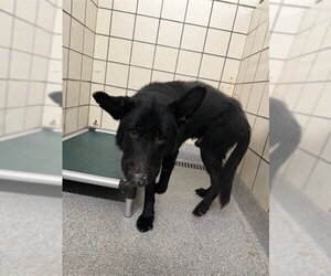 German Shepherd Dog-Unknown Mix Dogs for adoption in Pasadena, TX, USA