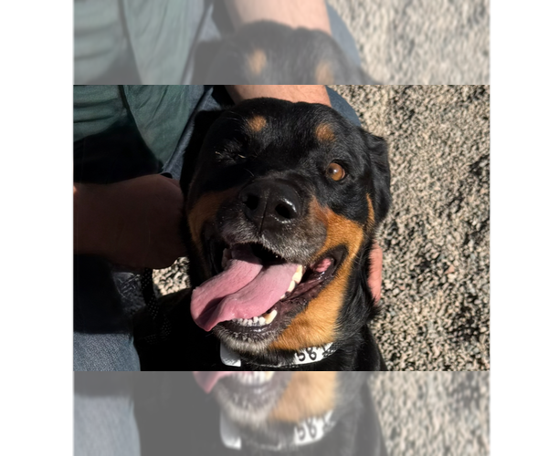 Medium Photo #8 Rottweiler Puppy For Sale in Gilbert, AZ, USA