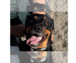 Small #7 Rottweiler