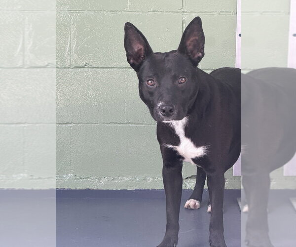 Medium Photo #1 Labrador Retriever-Unknown Mix Puppy For Sale in Elmsford, NY, USA