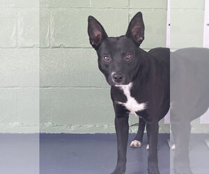 Labrador Retriever-Unknown Mix Dogs for adoption in Elmsford, NY, USA