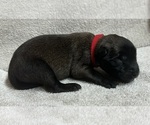 Puppy Red Belgian Malinois