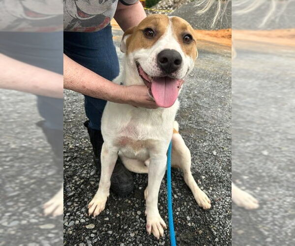 Medium Photo #21 Akita-Labrador Retriever Mix Puppy For Sale in Rockaway, NJ, USA