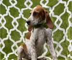 Small Photo #1 Coonhound Puppy For Sale in LANCASTER, PA, USA