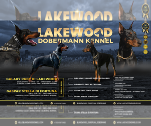 Doberman Pinscher Litter for sale in FORT LAUDERDALE, FL, USA