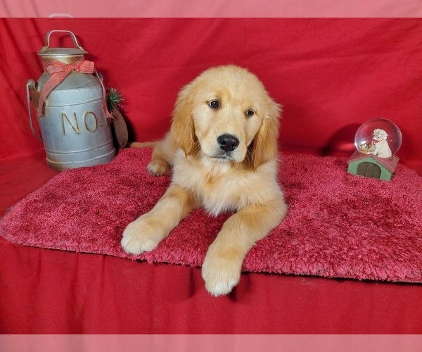 Medium Photo #9 Golden Retriever Puppy For Sale in COLORADO SPRINGS, CO, USA